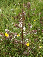 Marsh lousewort