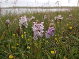 Marsh spotted orchid
