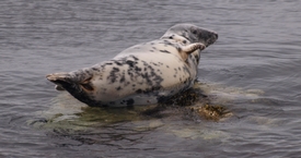 A relaxed Atlantic Grey Seal