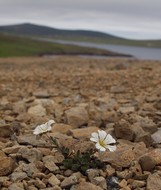 The very famous Shetland Mouse-ear Chickweed