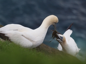 Gannets courting